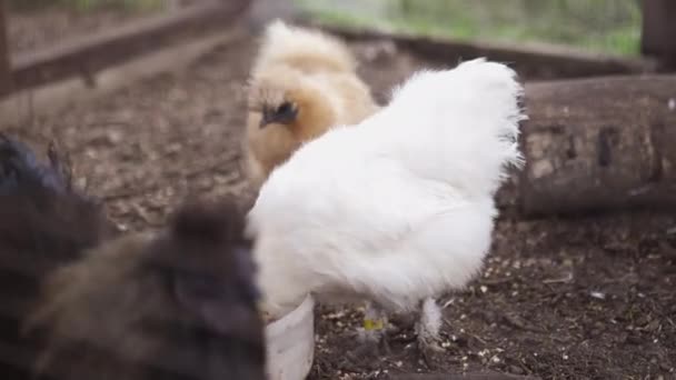 Barna és fehér silkie csirkék madáreledelt esznek egy tyúkólban. — Stock videók