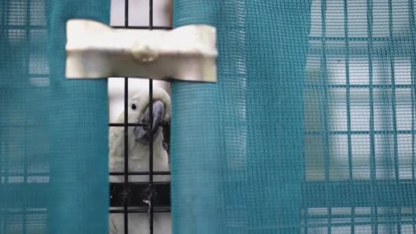 Cockatoo δάγκωμα μαύρο κλουβί του πίσω από μπλε διάφανες κουρτίνες — Αρχείο Βίντεο