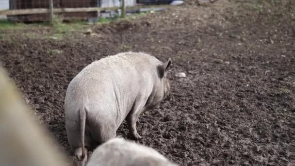 Большие грязные свиньи стоят на грязи за забором фермерского двора — стоковое видео