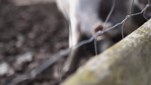 Велика плямиста свиня крупним планом блукає навколо бруду за парканом — стокове відео