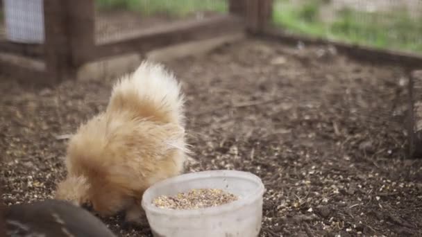 Frango de seda marrom bicando o chão dentro de uma galinhola — Vídeo de Stock