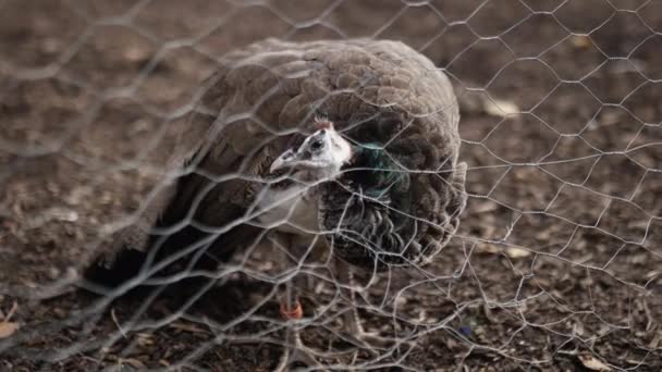 Maestoso pavone marrone tranquillamente in piedi dietro una recinzione su un cortile — Video Stock
