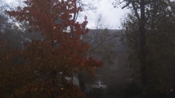 Laublose Bäume und herbstliche Bäume, die sich mit dem Wind auf der Straße bewegen — Stockvideo