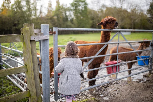 Rückansicht eines kleinen Mädchens, das vor braunen Alpakas hinter einem Zaun steht — Stockfoto