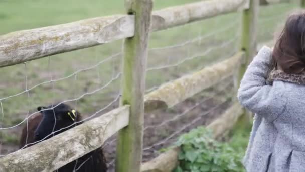 Ragazza bruna sconvolta che indica una pecora nera dietro una recinzione — Video Stock