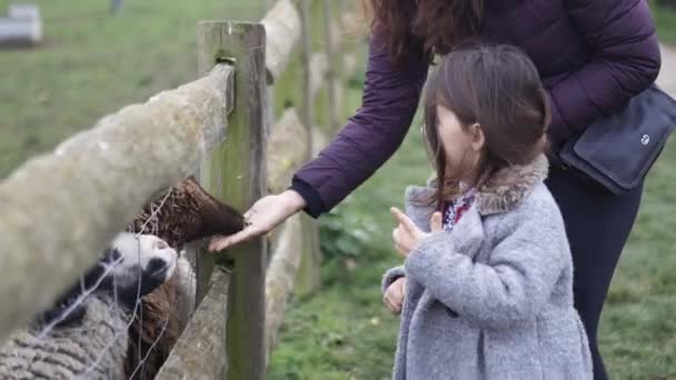 Donna mano alimentazione pecore marroni e bianchi attraverso una recinzione con sua figlia — Video Stock