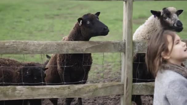 Bianco e nero pecora attaccare la testa sopra una recinzione di fronte a una bambina — Video Stock