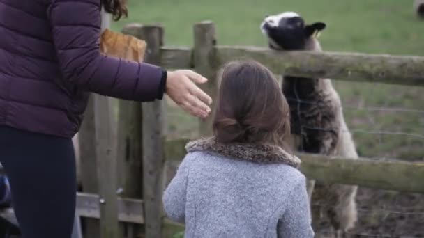 Bambina esitando a mano nutrire una pecora bianca e nera dietro una recinzione — Video Stock