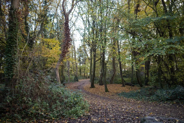 Ścieżka pokryta liśćmi i otoczona wysokimi drzewami i roślinami — Zdjęcie stockowe