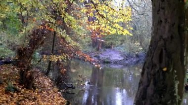 Ağaçlar ve bitkilerle çevrili güzel ve huzurlu bir nehir.