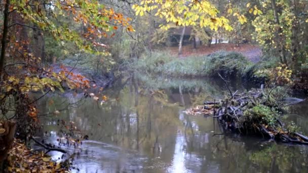 Красивая и спокойная река, окруженная деревьями и растениями — стоковое видео