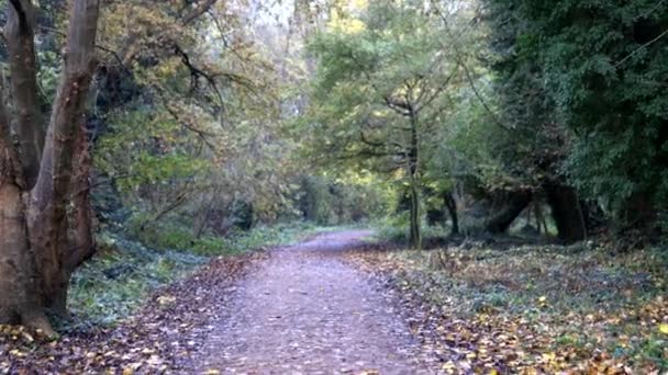 Caminando a través de los árboles y plantas dentro de un bosque otoñal — Vídeo de stock