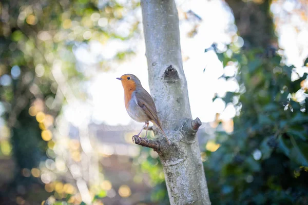 Majestic robin standing on the small branch of a tree — Stock Photo, Image