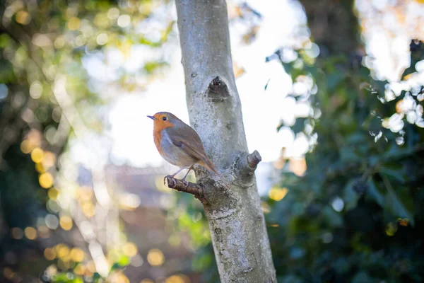 Majestueux merle debout sur la petite branche d'un arbre — Photo