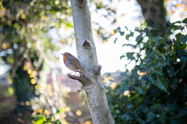 Majestoso robin em pé no pequeno galho de uma árvore — Fotografia de Stock