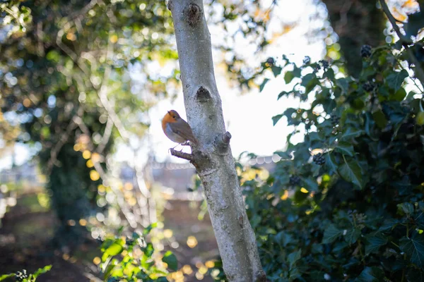 Majestoso robin em pé no pequeno galho de uma árvore — Fotografia de Stock