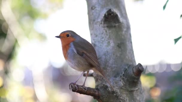 Majestatyczny rudzik stojący na małej gałęzi drzewa — Wideo stockowe