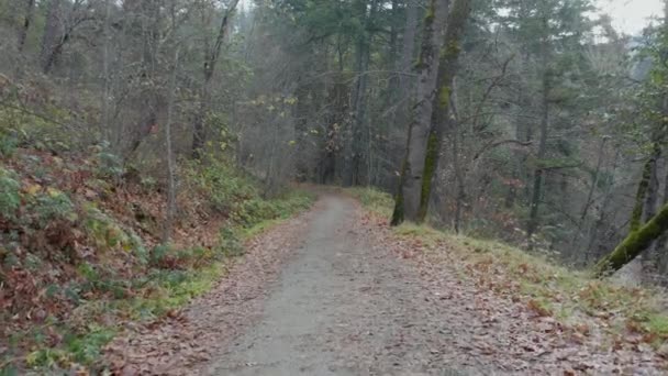 4k Ground Shot Moving Längs botten av en stig omgiven av träd i Oregon — Stockvideo