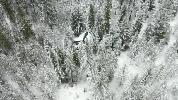 4k Aerial View Circling a Cabin Rejtve a havas erdőkben az ember a fedélzeten — Stock videók