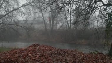 4k Hava Görüntüsü Ürkütücü Ağaca doğru ilerliyor Kahverengi Yapraklar ve Sisli Arkaplan
