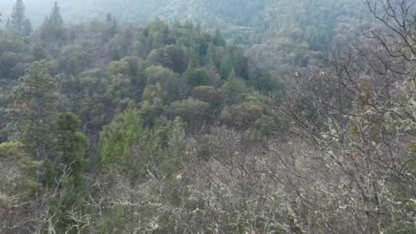 Kurumuş çalıların arasından uçarak Ashland Dağları 'ndaki Yeşil Ağaçlar' ı ortaya çıkarıyor. — Stok video