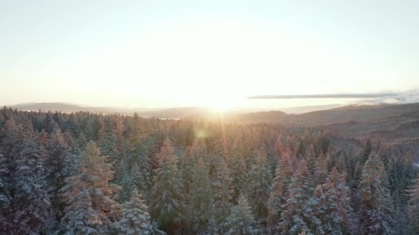 4k Вид з повітря кружляє довкола дивовижного сходу сонця над сніжним лісом поблизу Ешленду — стокове відео