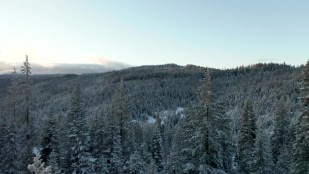 Vista aérea de 4k moviéndose hacia atrás a través de las copas de los árboles en el bosque nevado — Vídeo de stock