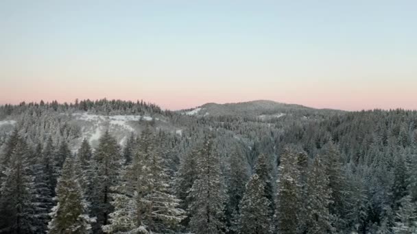 Rodeando árboles nevados en un bosque con montañas en cascada en el fondo — Vídeo de stock