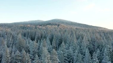 Parlak bir günde Karla kaplı ağaçların üzerinden Güzel Tepelere Uçmak - 4K