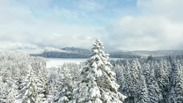 美丽多云的日子里，环绕着森林里被雪覆盖的树木旋转的景色 — 图库视频影像