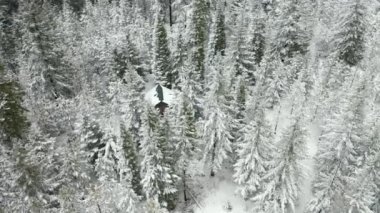 Karlı Orman ile çevrili 4k Hava Çemberi Görünümü