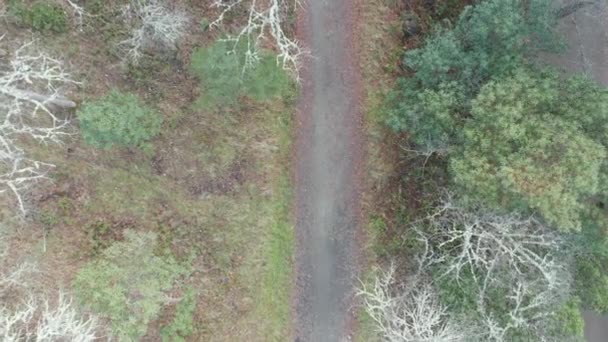 4k Pemandangan Udara menukik Melalui Pohon untuk Mengikuti Jejak di Pegunungan — Stok Video