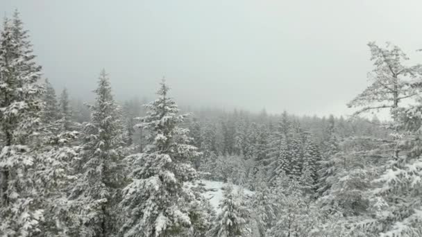 Tiro aéreo de cámara lenta 4k volando a través de árboles nevados rodeados de niebla — Vídeos de Stock