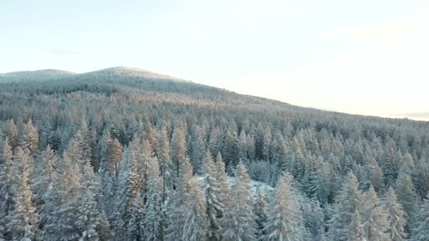 4k Vista Aérea Rodeando Árboles para Revelar una Cabaña Escondida en el Bosque — Vídeo de stock