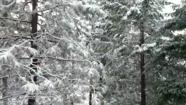 Vista panorámica aérea de 4k Escalando un árbol nevado revelando impresionantes montañas — Vídeo de stock