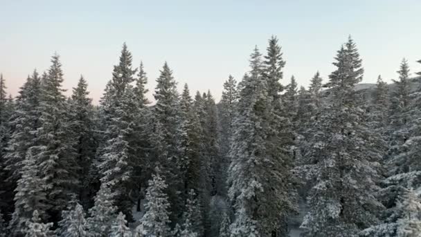4k在瀑布山脉的雪树间飞行的空中景观 — 图库视频影像