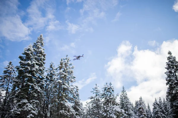 Mavi gökyüzünün altında güzel karlı ormanın üzerinde uçan bir dron.