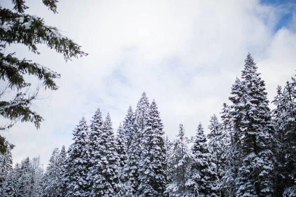 Belle forêt enneigée sous un ciel bleu légèrement nuageux — Photo