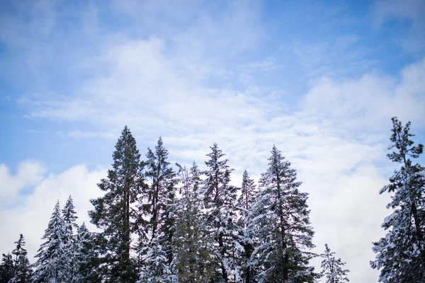 Belle forêt enneigée sous un ciel bleu légèrement nuageux — Photo