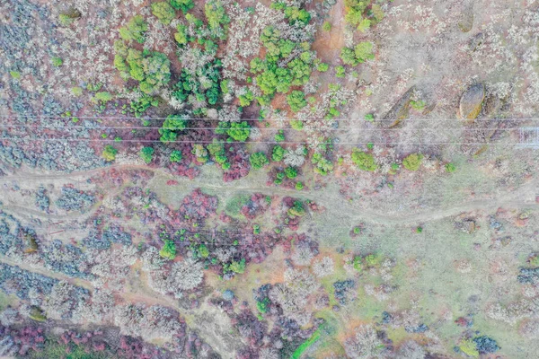 Kuru küçük orman ve yeşil alan manzarası