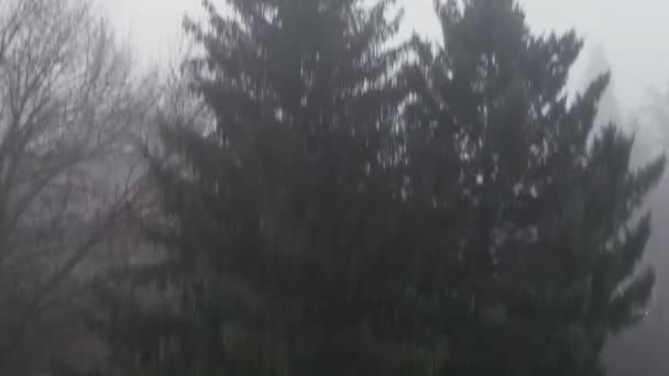 Subir a un árbol para revelar la vista brumosa en un pueblo pequeño en Oregon — Vídeo de stock