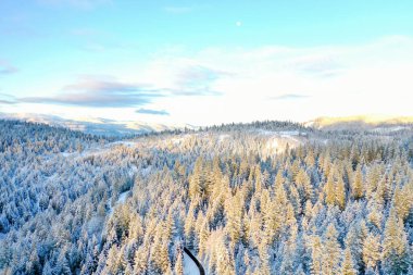 Huzurlu karlı orman sabahın erken saatlerinde güneş ışığıyla kaplandı.