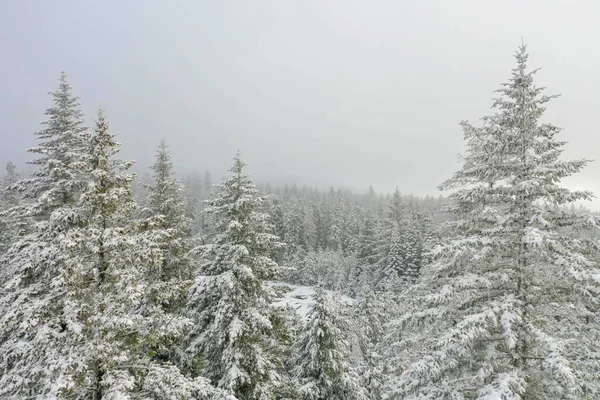 Mystérieuse forêt enneigée sous un ciel bleu nuageux et brumeux — Photo