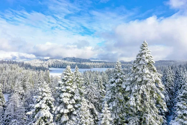 Forêt enneigée paisible sous un ciel bleu légèrement nuageux — Photo