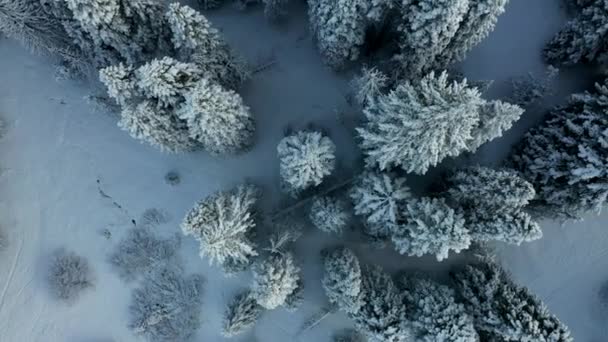 4k vista aérea deslumbrante ascendendo acima das árvores após uma queda de neve pesada — Vídeo de Stock