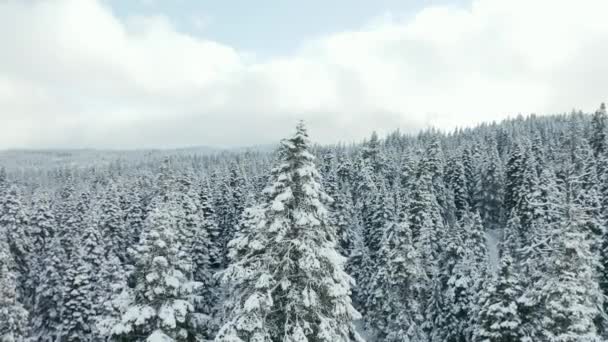 Girando alrededor de un árbol con un bosque blanco y cielo azul nublado en el fondo — Vídeo de stock