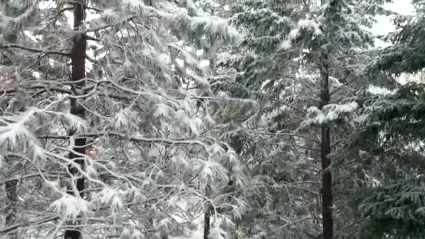 4k空中视频爬上雪树，展现森林的壮丽景象 — 图库视频影像