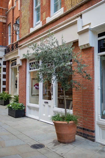 Planta e pequena árvore fora do salão de beleza de Chelsea, Londres — Fotografia de Stock