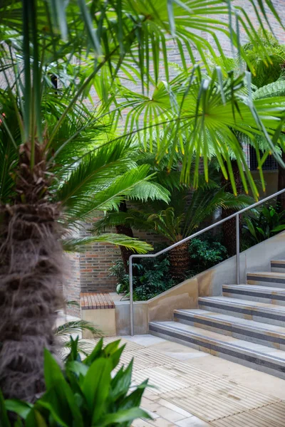 Bitkiler ve merdivenlerin altındaki küçük palmiye ağaçları.