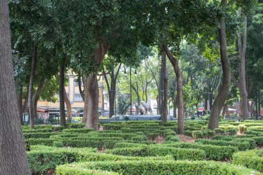 Mexico City 'de ağaçlar ve çalılarla dolu huzurlu bir park.